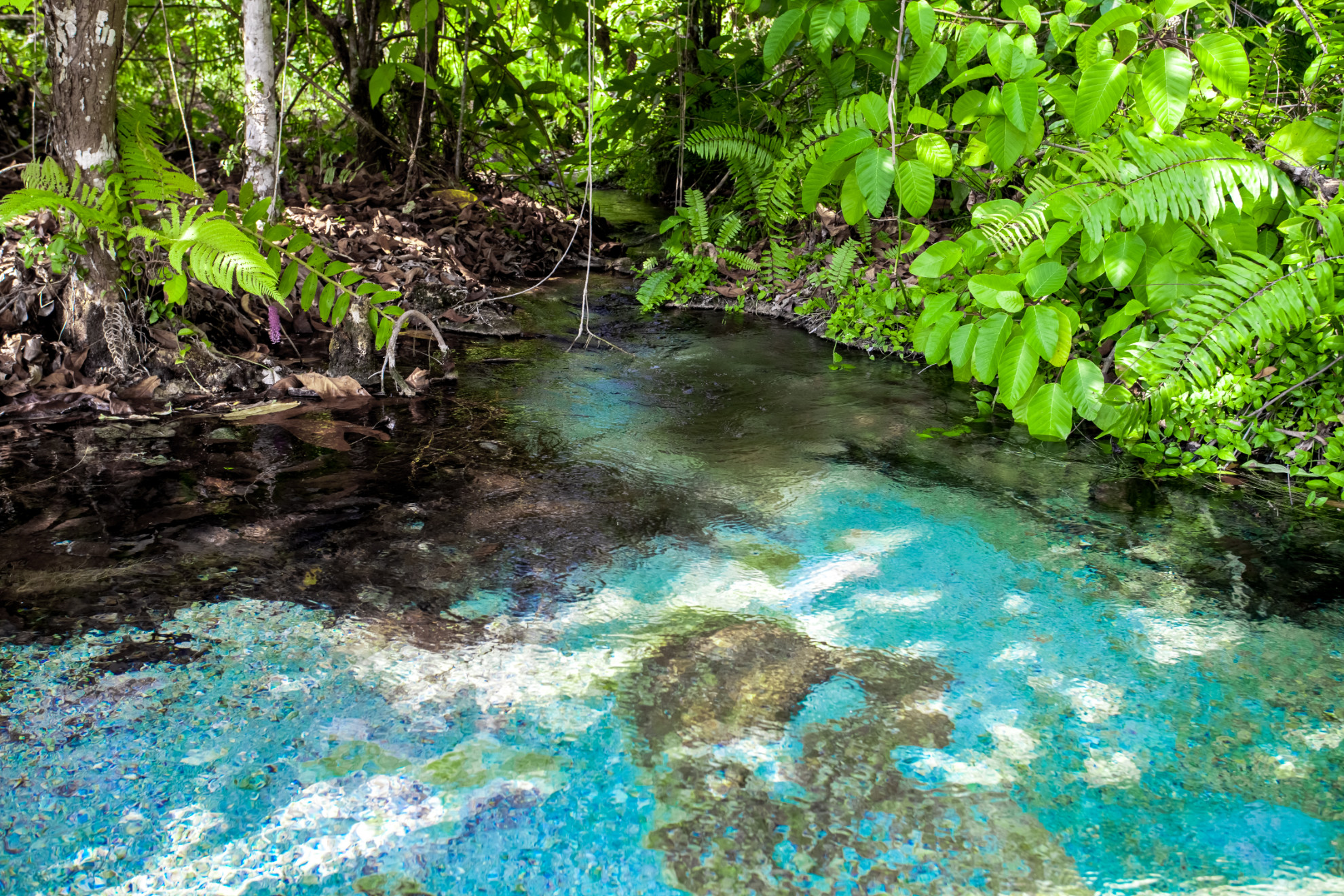 This is an image of Florida Springs to highlight how FLORIDA SEPTIC is PROTECTING FLORID'S SPRINGS with state approved ATUs